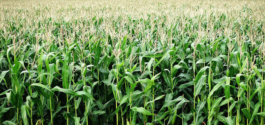 Карта сайта - Микроволновый попкорн Агросур